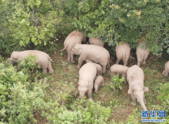 野外“大貓”怎樣破？不要眼神交換要看