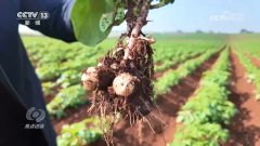 核心|幫力南北雙豐收!“北薯南種”打