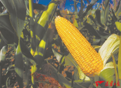 2024年經(jīng)濟亮點察看⑤｜大食物不雅領(lǐng)航特