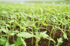 2025年地方一號文件即將發布！文件內容搶