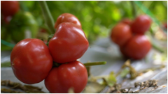 山西省運(yùn)城市鹽湖區(qū)：設(shè)備農(nóng)業(yè)“鏈”