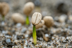 <b>Deepseek預測：2025年中國種業市場的十大成</b>