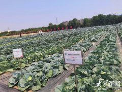 持續(xù)7天 免費(fèi)！山東舉辦蔬菜優(yōu)秀品種展