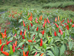 桂字號”農業品牌 天等辣椒：奏響富平易