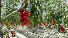 “終身花——看青城”勾當走進土默特左